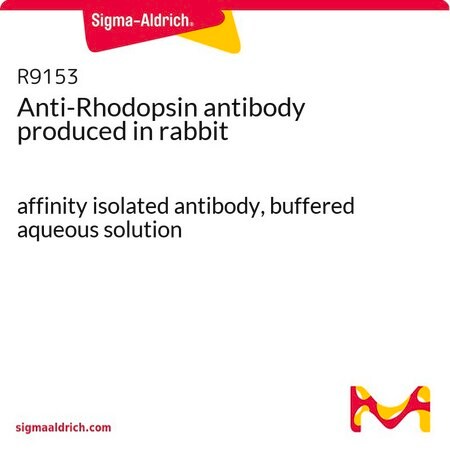 Merck Anti-Rhodopsin antibody produced in rabbit