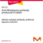 Merck Anti-Rhodopsin antibody produced in rabbit