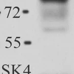 Thermo Fisher Scientific Goat anti-Rabbit IgG (H+L) Cross-Adsorbed Secondary Antibody, HRP