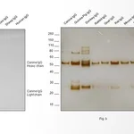 Thermo Fisher Scientific Goat anti-Canine IgG (H+L) Secondary Antibody, HRP