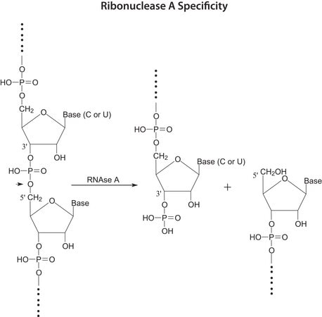 Merck Ribonuclease A from bovine pancreas
