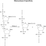 Merck Ribonuclease A from bovine pancreas