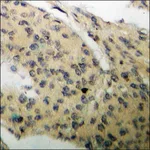 Merck Anti-phospho-c-PLA2 (pSer505) antibody produced in rabbit