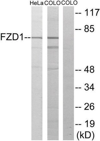 Merck Anti-FZD1 antibody produced in rabbit