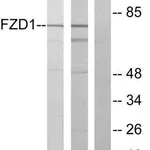 Merck Anti-FZD1 antibody produced in rabbit