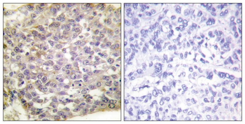 Merck Anti-14-3-3 zeta antibody produced in rabbit