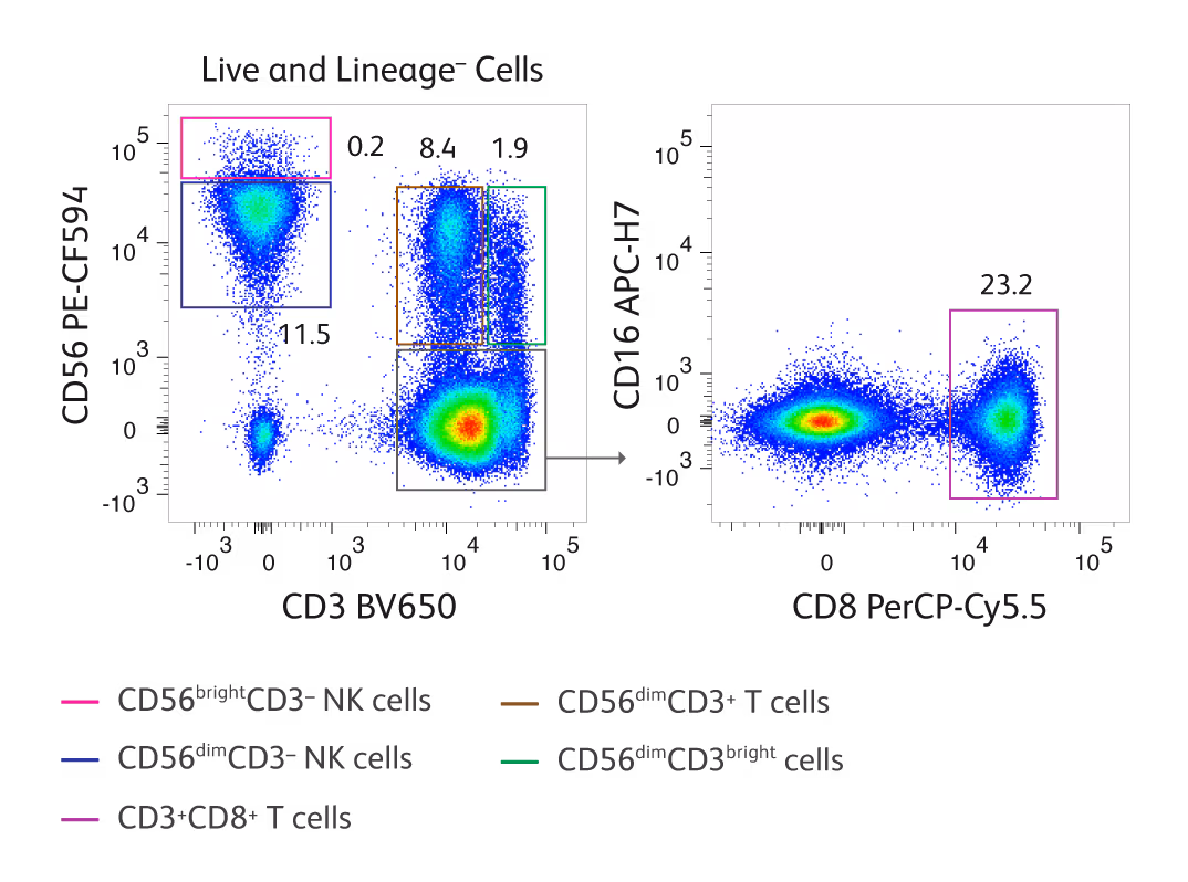 Cytotoxic Immune Cell Identification Application