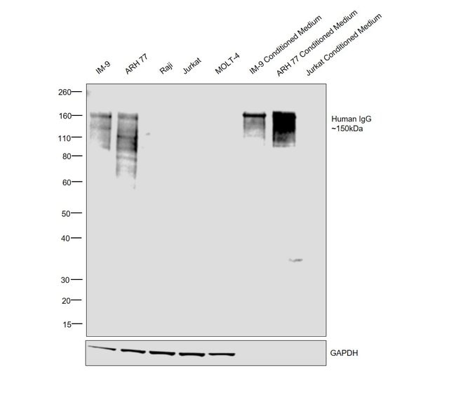 Thermo Fisher Scientific Goat anti-Human IgG Fc Highly Cross-Adsorbed Secondary Antibody