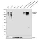 Thermo Fisher Scientific Goat anti-Human IgG Fc Highly Cross-Adsorbed Secondary Antibody