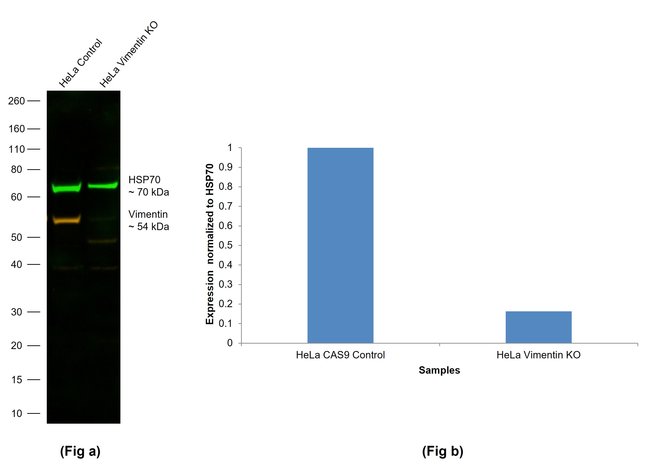 Thermo Fisher Scientific Donkey anti-Chicken IgY (H+L) Highly Cross Adsorbed Secondary Antibody, Alexa Fluor 555