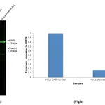 Thermo Fisher Scientific Donkey anti-Chicken IgY (H+L) Highly Cross Adsorbed Secondary Antibody, Alexa Fluor 555