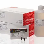 Thermo Fisher Scientific NuPAGE Midi Bis-Tris Resupply Pack, 10%, 10 x 10 Gels kit