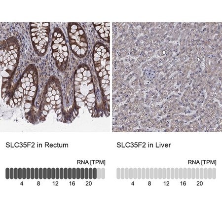 Merck Anti-SLC35F2 antibody produced in rabbit