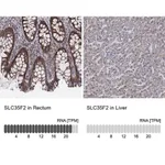Merck Anti-SLC35F2 antibody produced in rabbit