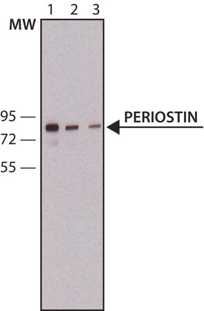 Merck Anti-Periostin antibody,Mouse monoclonal