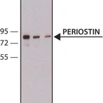 Merck Anti-Periostin antibody,Mouse monoclonal