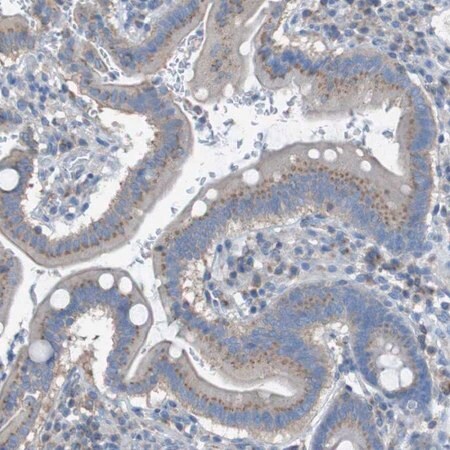 Merck Anti-KIAA1024 antibody produced in rabbit