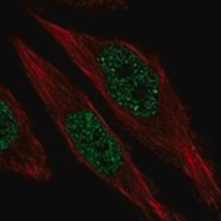 Merck Anti-RFX1 antibody produced in rabbit