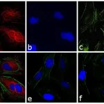 Thermo Fisher Scientific Goat anti-Rabbit IgG (H+L) Highly Cross-Adsorbed Secondary Antibody, TRITC