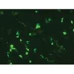 Himedia HiTransfect Transfection Medium, Serum Free, Animal Component Free, Low protein w/ Sodium bicarbonate w/o L-Glutamine Part A - Basal Medium Part B - Low Protein Growth Supplement