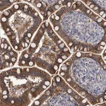 Merck Anti-KRAS antibody produced in rabbit