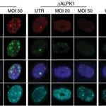 Thermo Fisher Scientific Goat anti-Rabbit IgG (H+L) Highly Cross-Adsorbed Secondary Antibody, Alexa Fluor 647