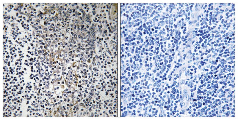 Merck Anti-RPL23 antibody produced in rabbit