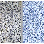 Merck Anti-RPL23 antibody produced in rabbit