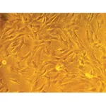 Himedia HiPer® Stem Cell ExpansionTeaching Kit