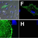 Thermo Fisher Scientific Goat anti-Rat IgM (Heavy chain) Cross-Adsorbed Secondary Antibody, Alexa Fluor 488