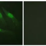 Merck ANTI-CATENIN-? ANTIBODY PRODUCED IN RABB