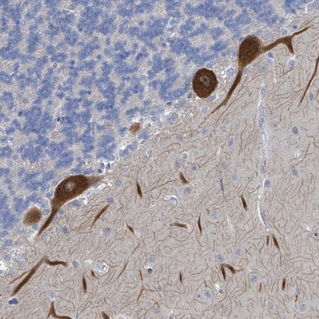 Merck Anti-DGKZ antibody produced in rabbit
