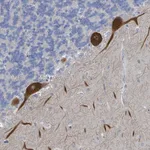 Merck Anti-DGKZ antibody produced in rabbit