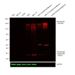 Thermo Fisher Scientific Donkey anti-Human IgG (H+L) Cross-Adsorbed Secondary Antibody, DyLight 680