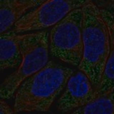 Merck Anti-HECA antibody produced in rabbit