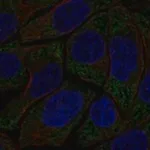 Merck Anti-HECA antibody produced in rabbit