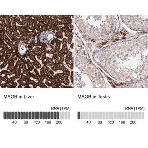 Merck ANTI-MAOB