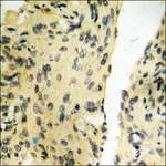Merck Anti-phospho-Tyrosine Hydroxylase (pSer40) antibody produced in rabbit