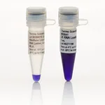 Thermo Fisher Scientific RiboRuler Low Range RNA Ladder, ready-to-use