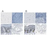 Merck Anti-DCT antibody produced in rabbit