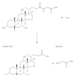 Merck CHOLOYLGLYCINE HYDROLASE FROM&