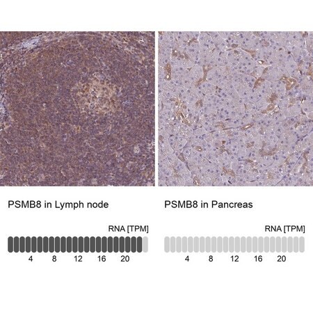 Merck Anti-PSMB8 antibody produced in rabbit