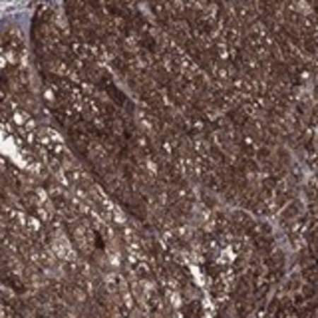 Merck Anti-BABAM2 antibody produced in rabbit