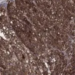 Merck Anti-BABAM2 antibody produced in rabbit
