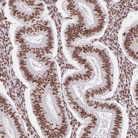 Merck Anti-SRSF10 antibody produced in rabbit