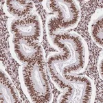 Merck Anti-SRSF10 antibody produced in rabbit