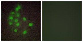 Merck ANTI-HAND1 ANTIBODY PRODUCED IN RABBIT