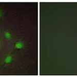 Merck ANTI-HAND1 ANTIBODY PRODUCED IN RABBIT