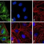 Thermo Fisher Scientific F(ab`)2-Goat anti-Rat IgG (H+L) Highly Cross-Adsorbed Secondary Antibody, TRITC