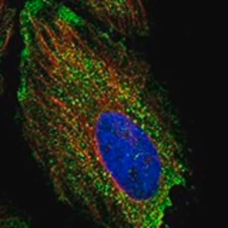 Merck Anti-NFKBID antibody produced in rabbit